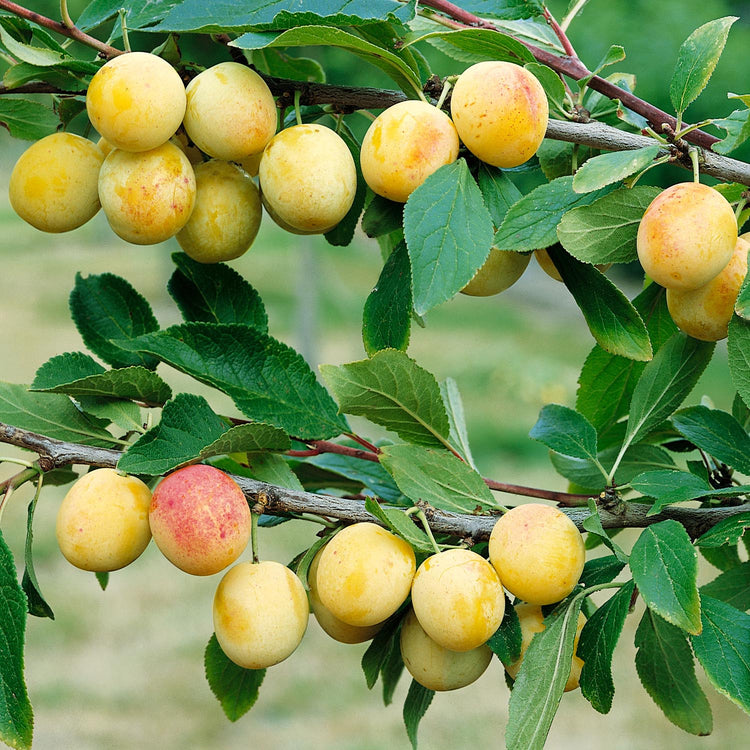 Plum Twin Tree 'Damson & Oullins Golden Gage'