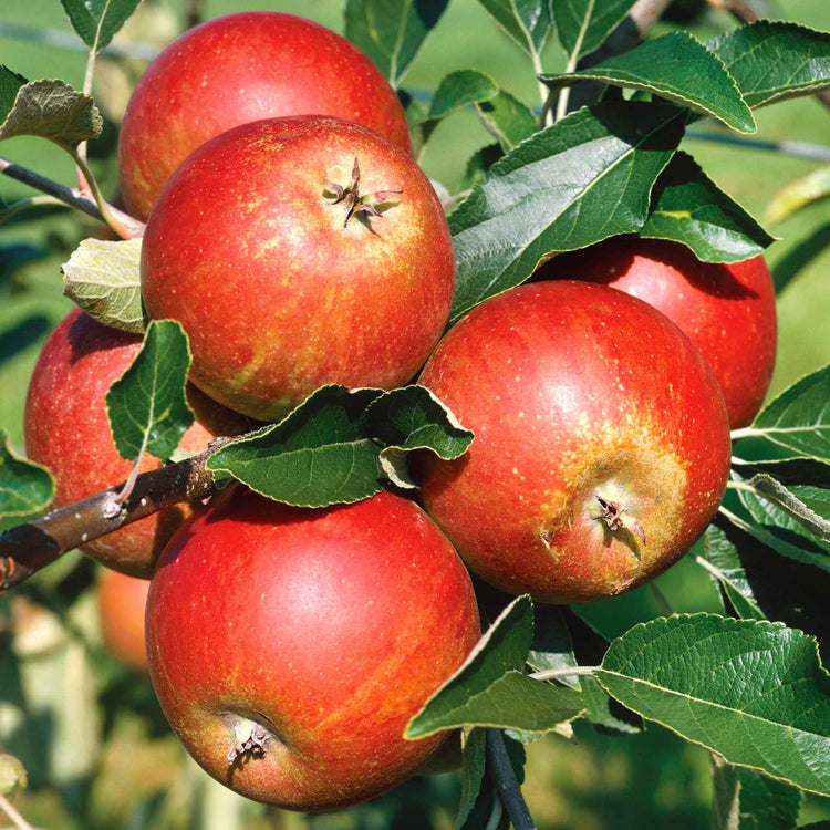 Patio Apple 'Cox’s Orange Pippin'