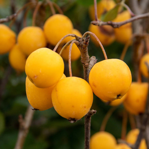 Crab Apple Tree 'Golden Hornet'