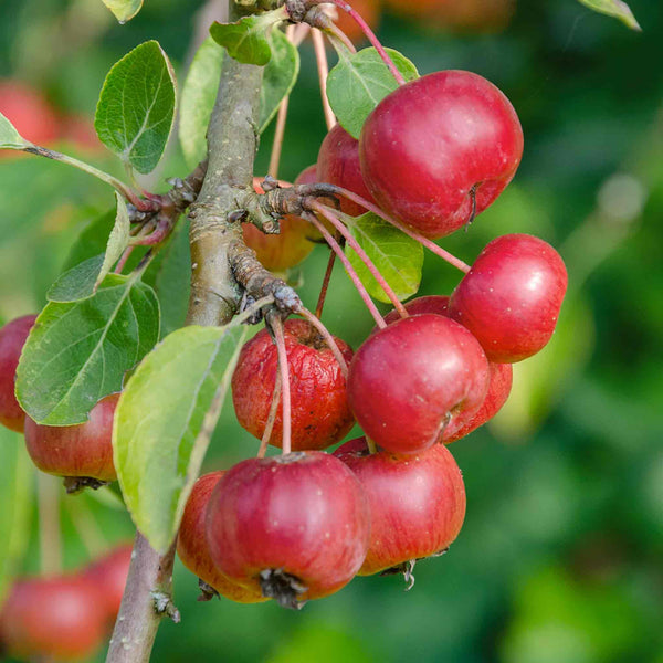 Patio Crab Apple Tree 'Red Sentinel'