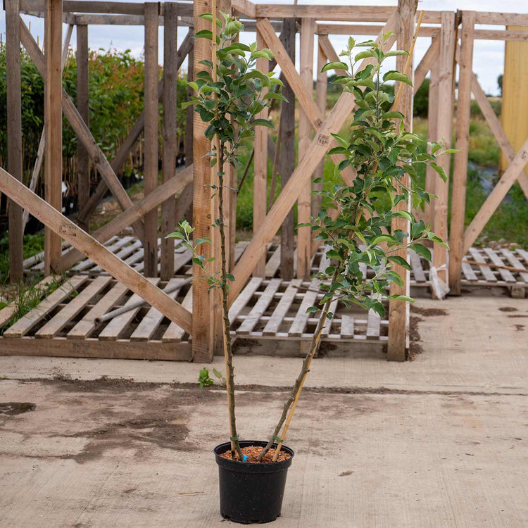 Apple Twin Tree 'Jonagold & Golden Pearmain'