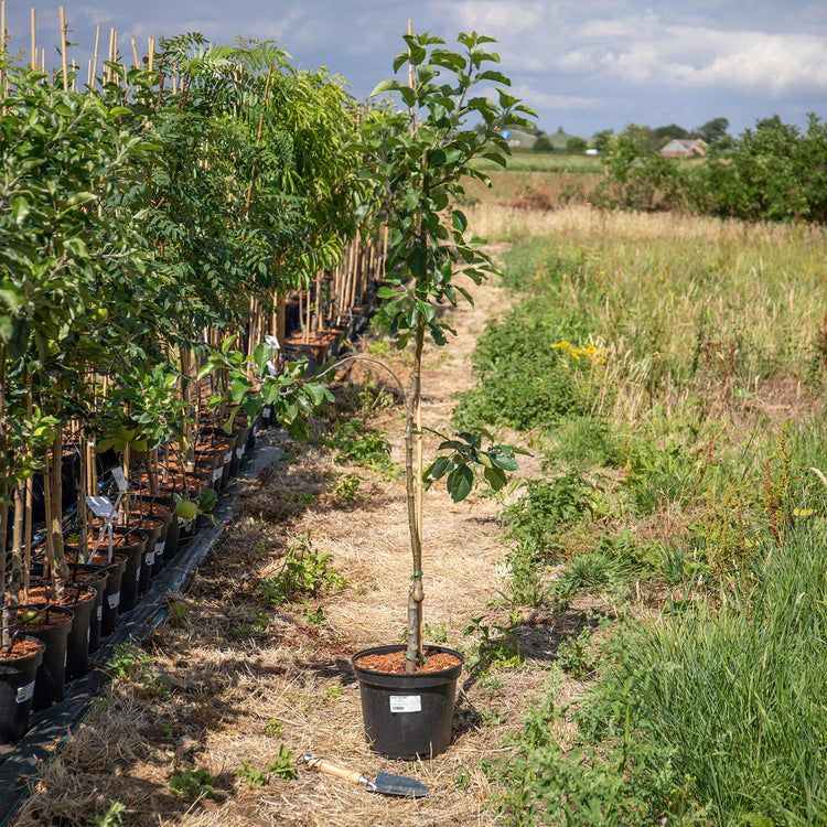 Apple Tree 'Pixie'