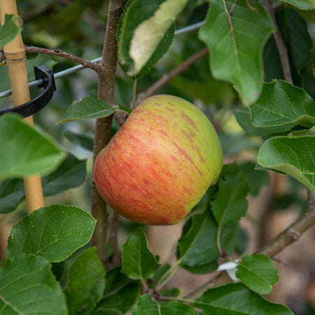 Apple Tree 'Pixie'