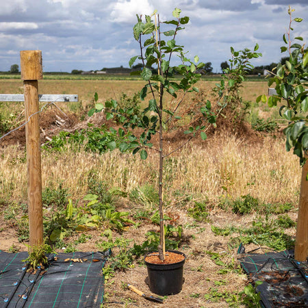 Plum Tree 'Shropshire Prune Damson'