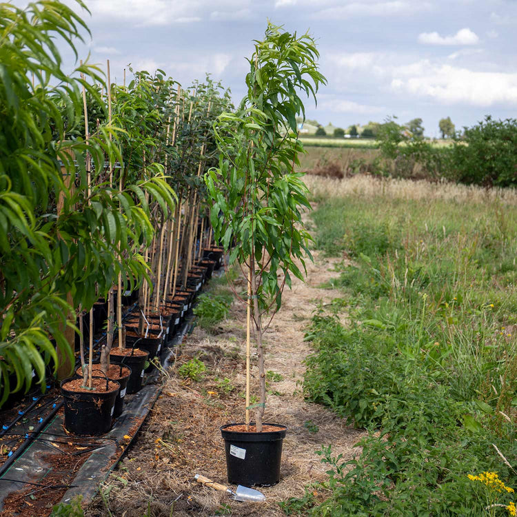 Peach Tree 'Peregrine'