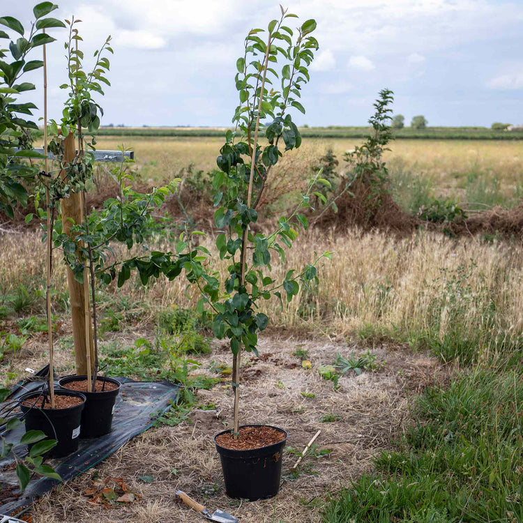 Pear Tree 'Beurre Hardy'