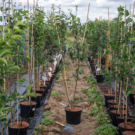 Pear Twin Tree 'Conference & Louise Bonne de Jersey'