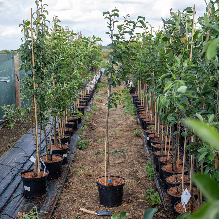 Plum Tree 'Mirabelle de Nancy'