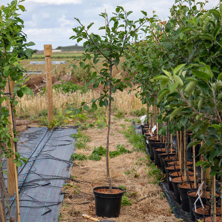 Plum Tree 'Opal'