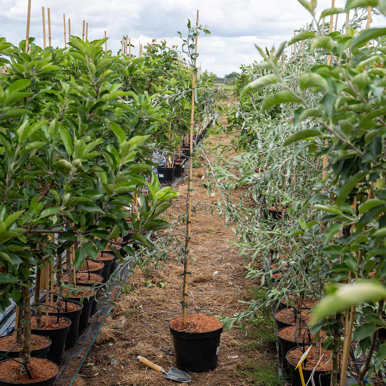 Weeping Pear Tree 'Pendula'