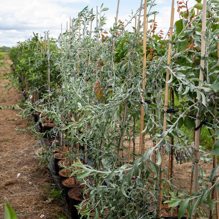 Weeping Pear Tree 'Pendula'