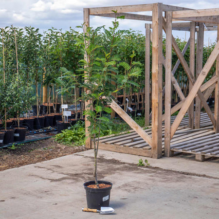 Sorbus 'Joseph Rock'