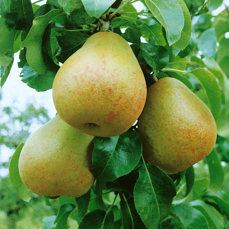 Pear Tree 'Beurre Hardy'