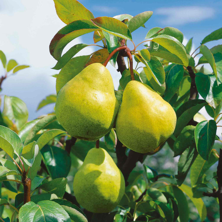 Pear Tree 'Williams Bon Chretien'