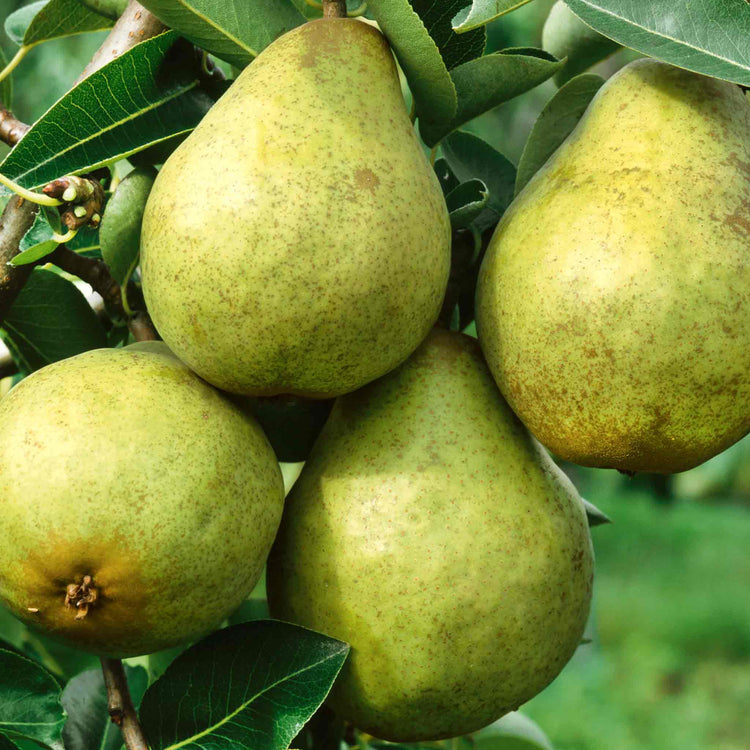 Pear Tree 'Williams Bon Chretien'