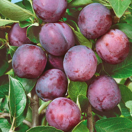Plum Tree 'Marjories Seedling'