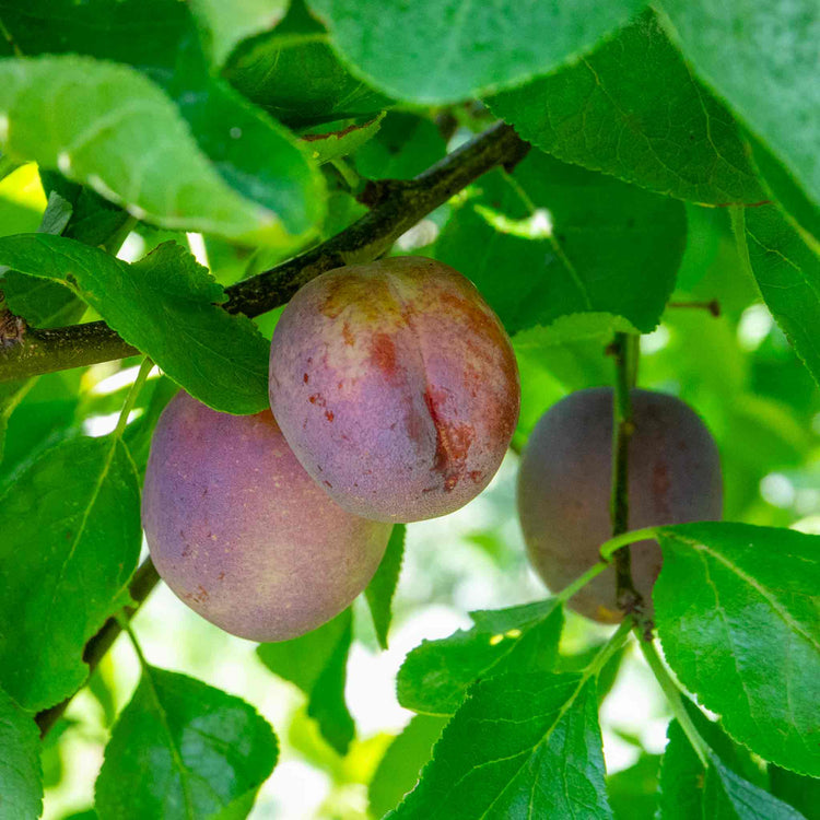 Plum Tree 'Marjories Seedling'