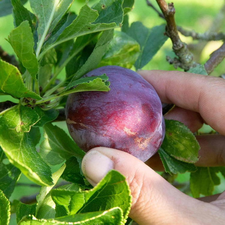Plum Tree 'Marjories Seedling'