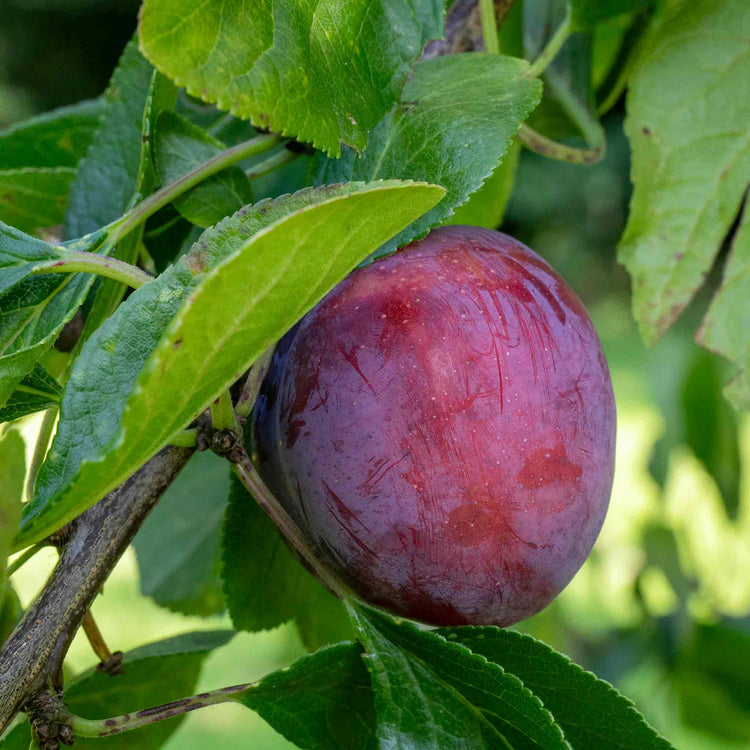 Plum Tree 'Marjories Seedling'