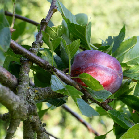 Plum Tree 'Marjories Seedling'