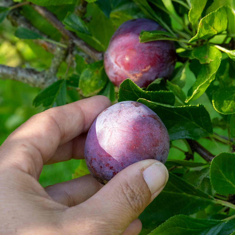 Plum Tree 'Marjories Seedling'