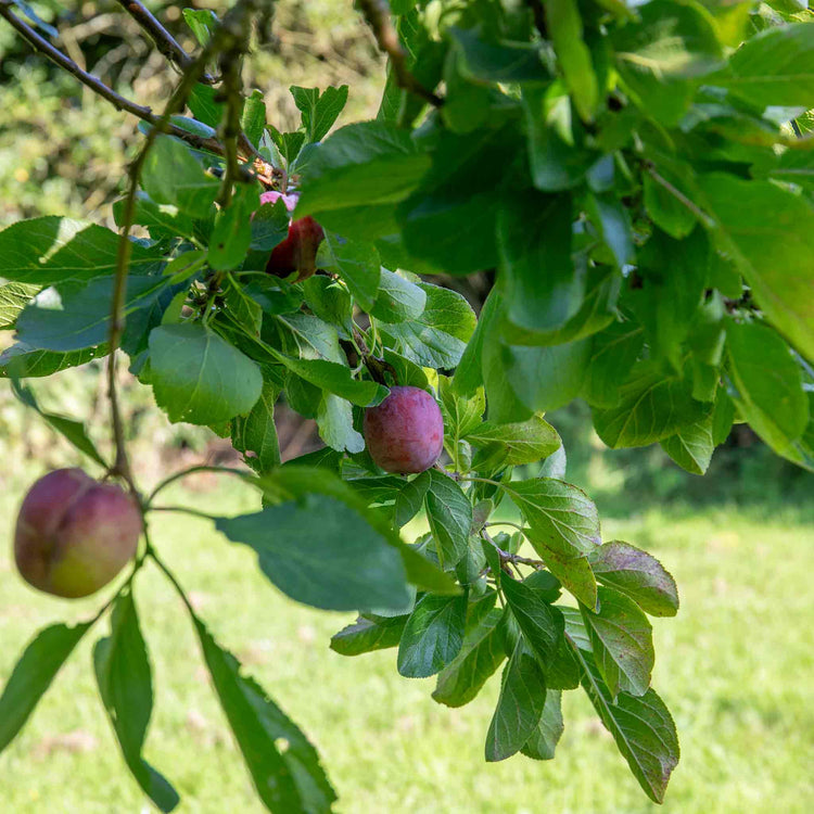 Plum Tree 'Marjories Seedling'