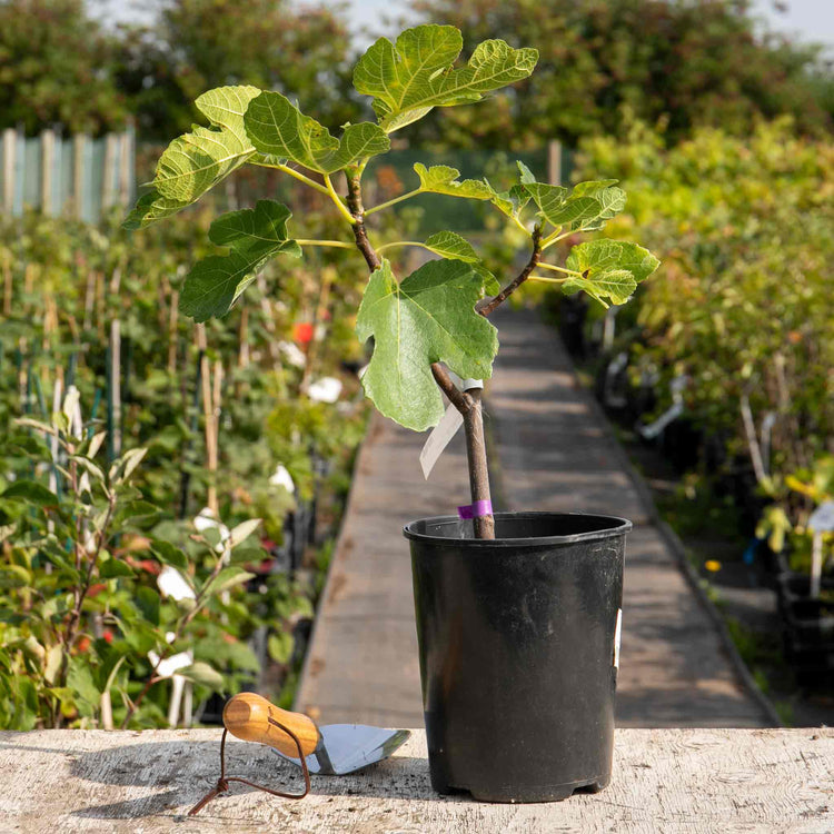 Fig Tree 'Madeline Des Deux Saisons'