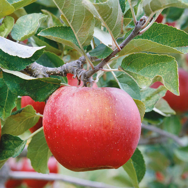 Apple Tree 'Blenheim Orange'