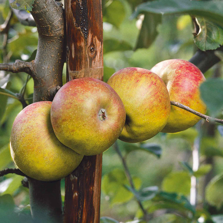 Apple Tree 'Blenheim Orange'