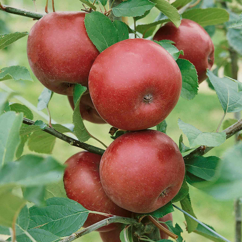 Apple Tree 'Spartan'