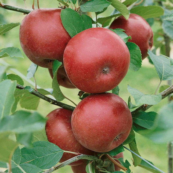 Apple Tree 'Spartan'