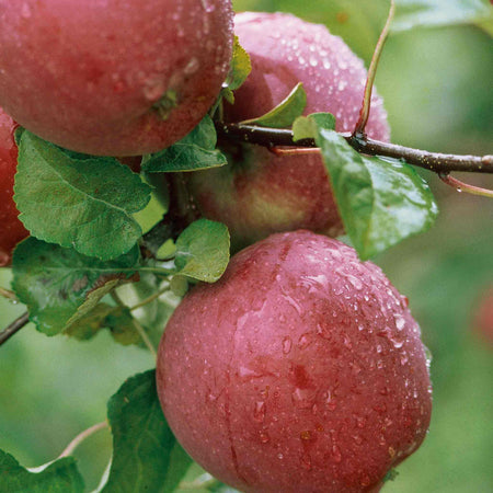 Apple Tree 'Spartan'