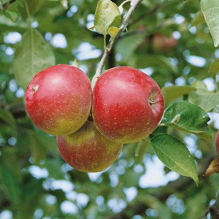 Apple Tree 'Spartan'