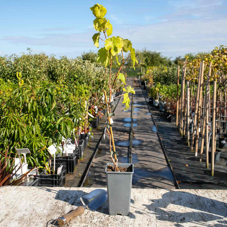 Grape Vine 'Golden Champion'