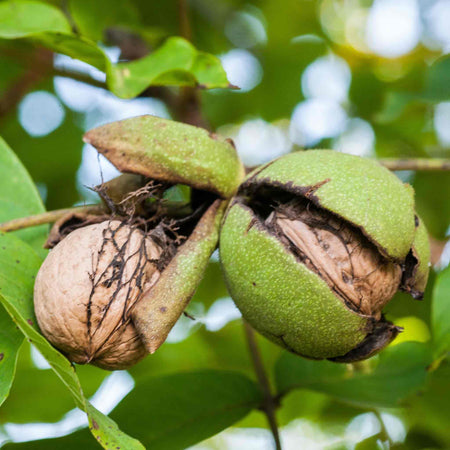 Walnut Tree 'Common Walnut'