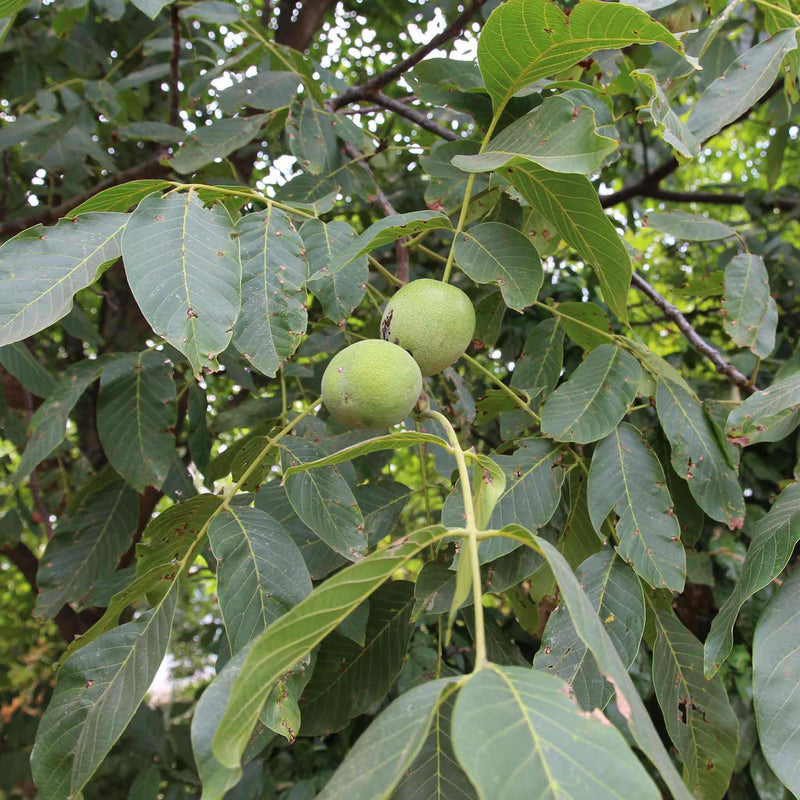 Walnut Tree 'Common Walnut'
