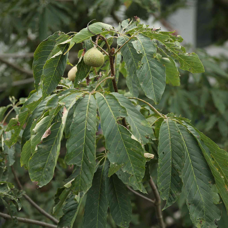 Walnut Tree 'Common Walnut'