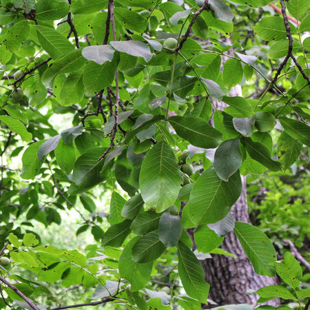 Walnut Tree 'Common Walnut'