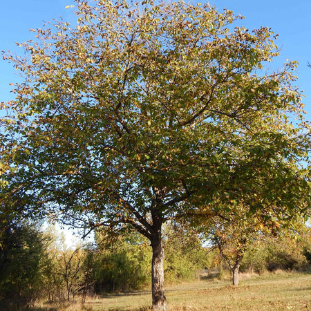 Walnut Tree 'Common Walnut'
