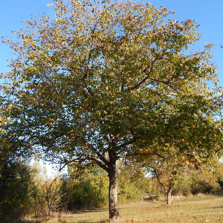 Walnut Tree 'Common Walnut'