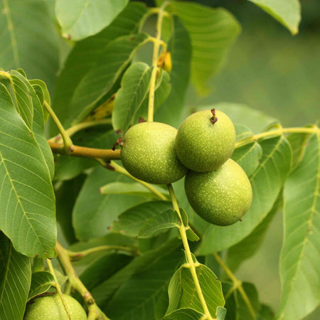 Walnut Tree 'Common Walnut'