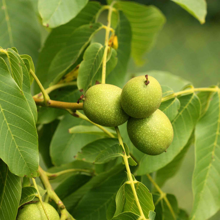 Walnut Tree 'Common Walnut'