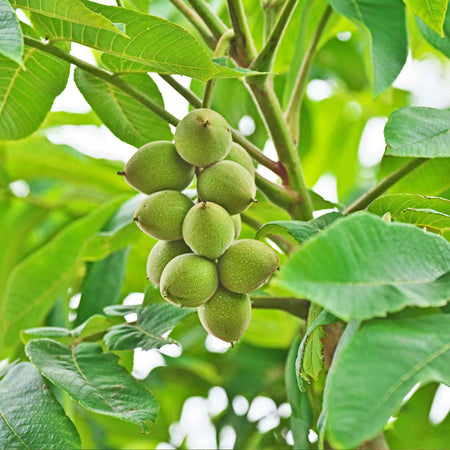Walnut Tree 'Common Walnut'