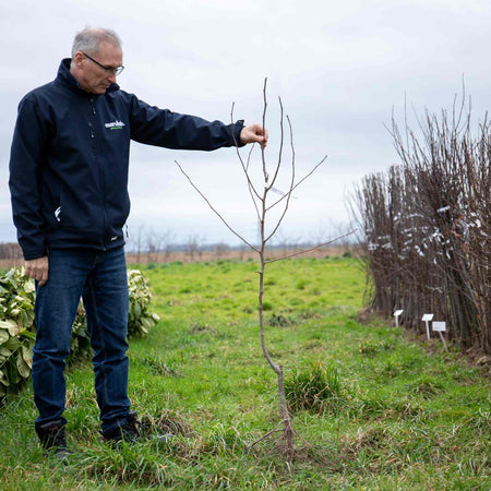 Pear Tree 'Doyenne du Comice'