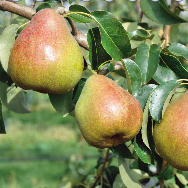 Pear Tree 'Doyenne du Comice'