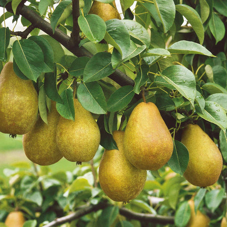 Pear Tree 'Doyenne du Comice'