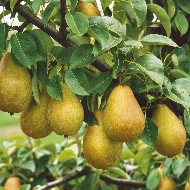 Pear Tree 'Doyenne du Comice'