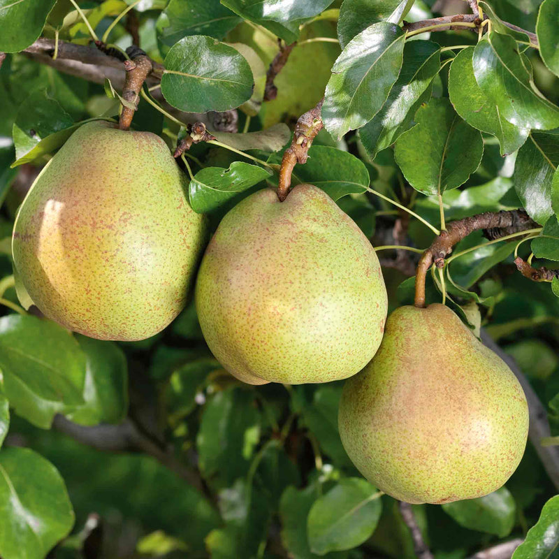 Pear Tree 'Doyenne du Comice'