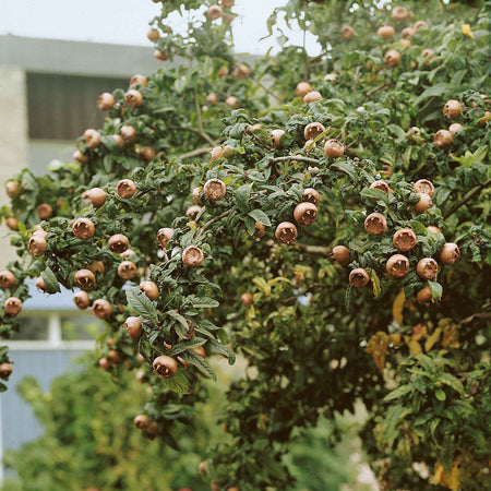 Medlar Tree 'Royal'