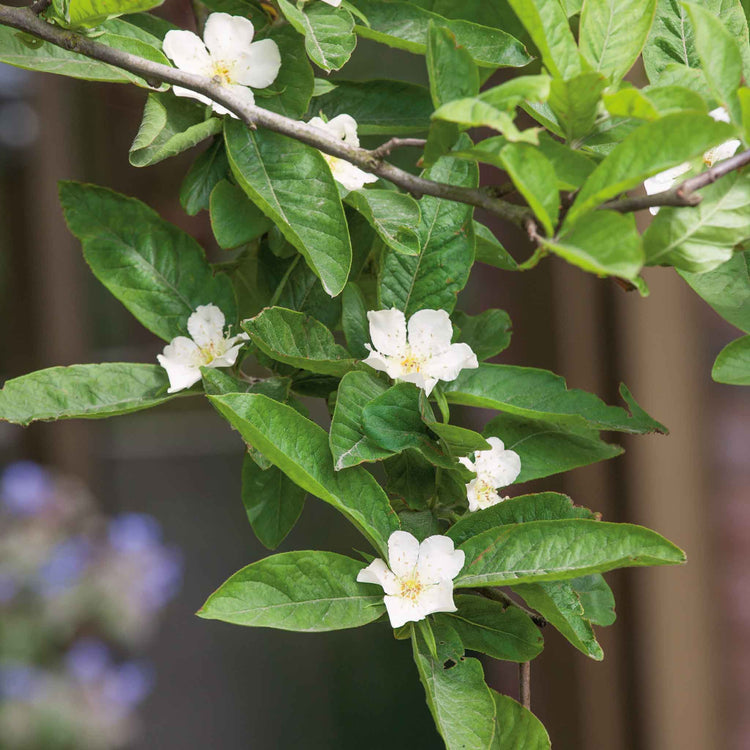 Medlar Tree 'Royal'